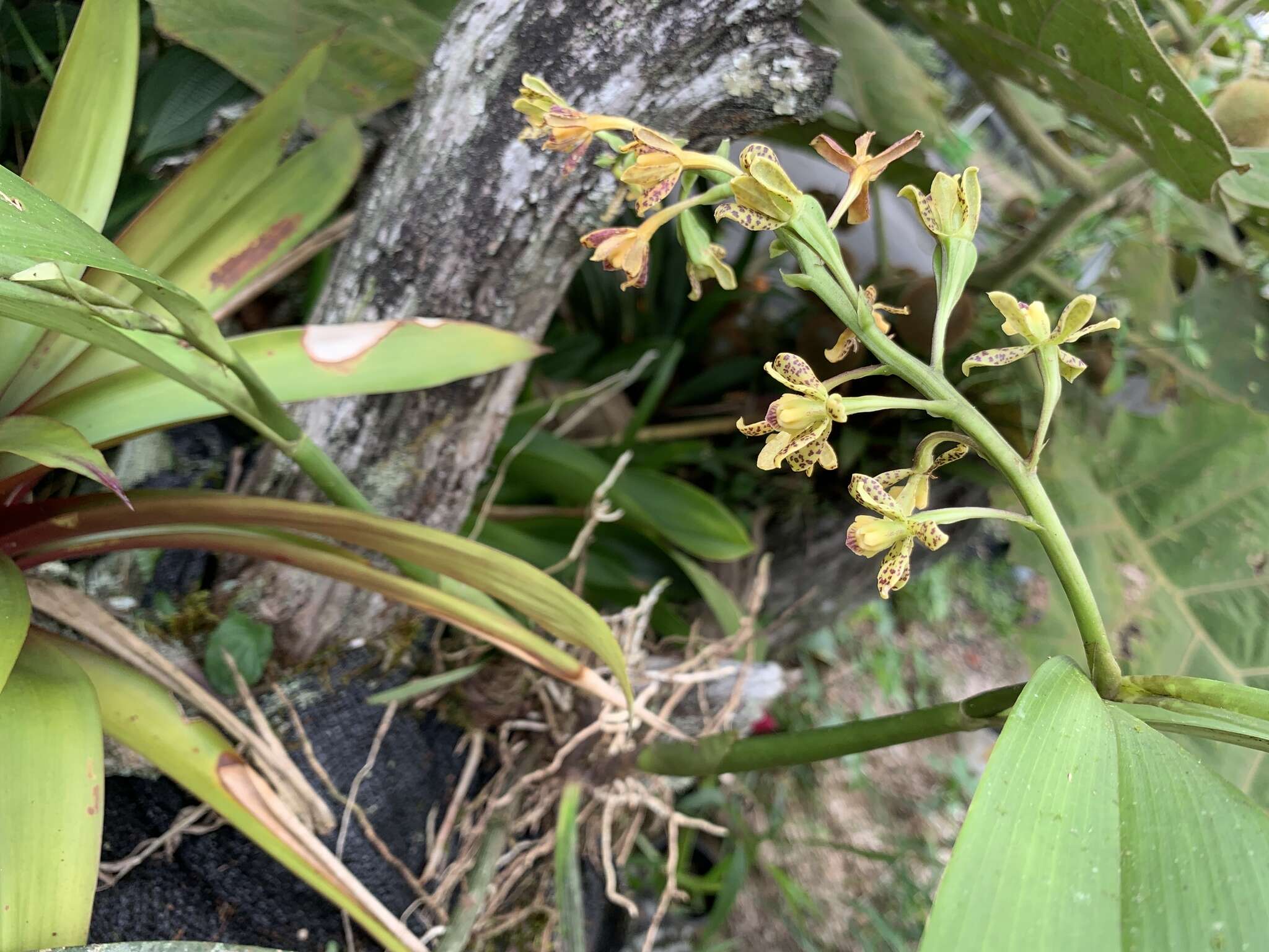 Image of Prosthechea crassilabia (Poepp. & Endl.) Carnevali & I. Ramírez