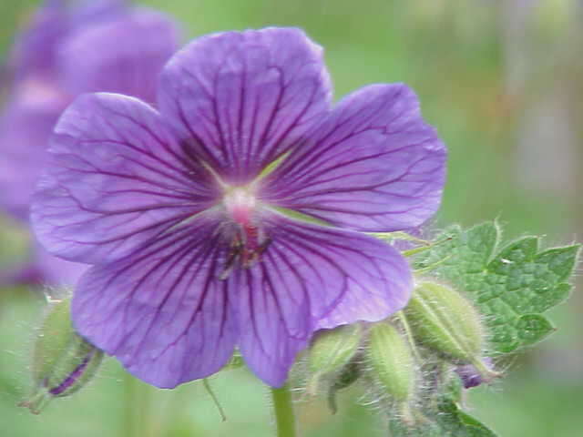 Image of Glandular Crane's-bill