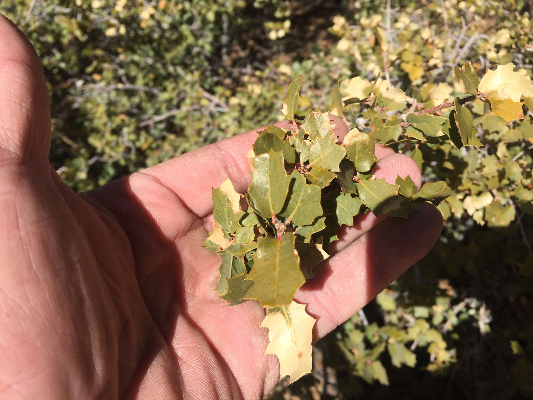 Слика од Quercus turbinella Greene