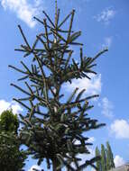 Image of Spanish Fir