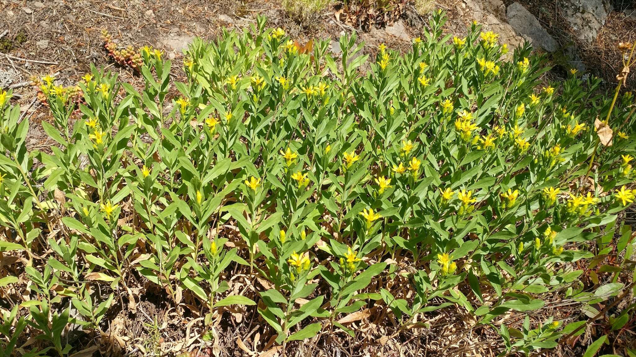 Plancia ëd Columbiadoria hallii (A. Gray) G. L. Nesom