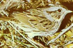 Image of Lincoln's Sparrow