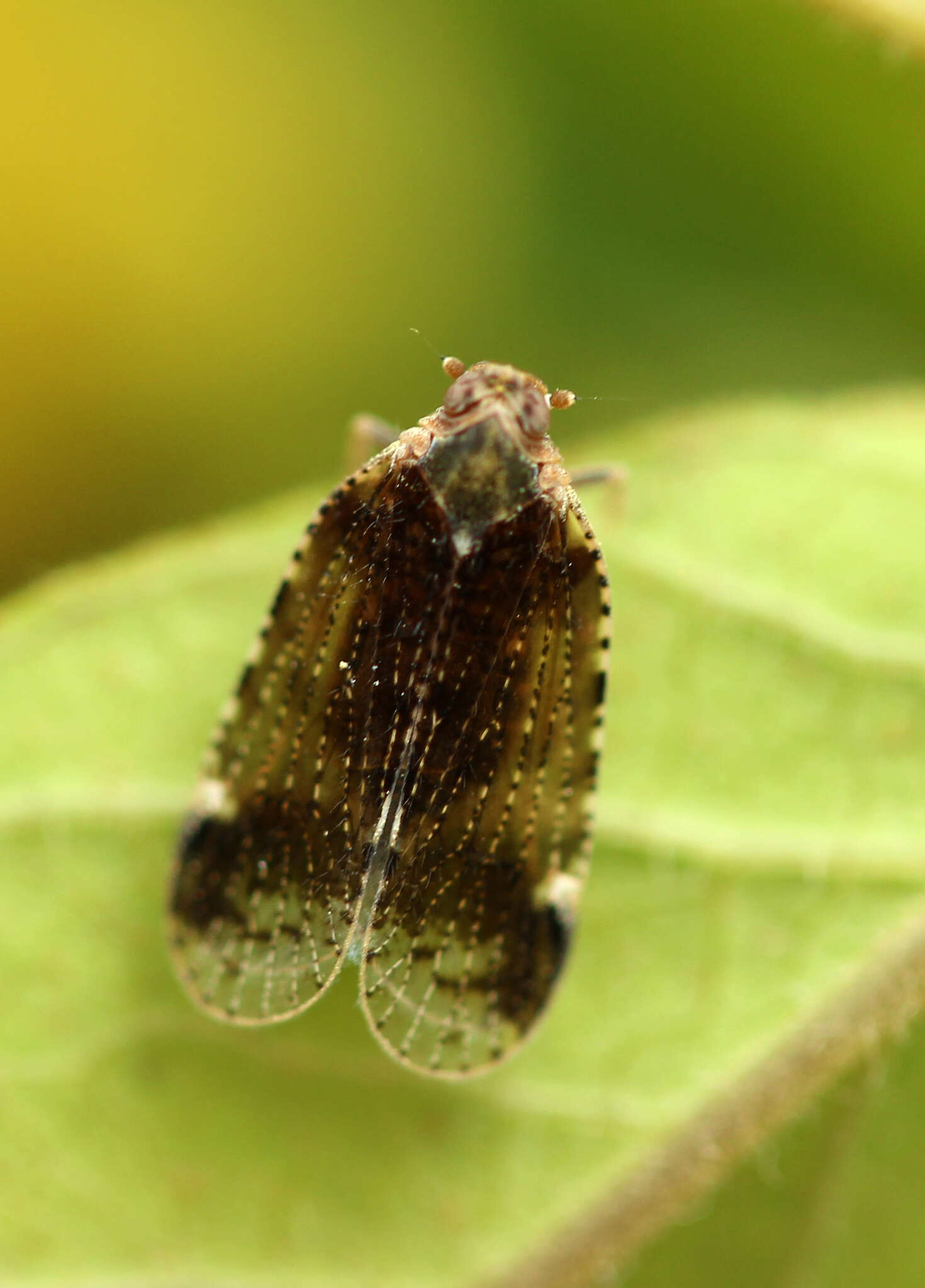 Image of Cixius (Ceratocixius) cunicularius (Linné 1767)