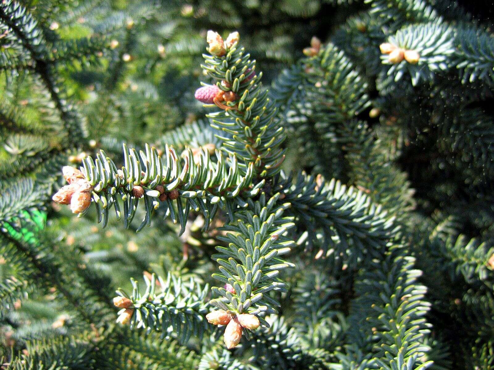 Image of Spanish Fir