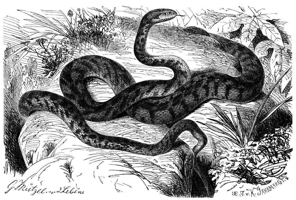 Image of Cat Snake