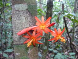 Image de Passiflora spinosa (Poeppig & Endlicher) Masters