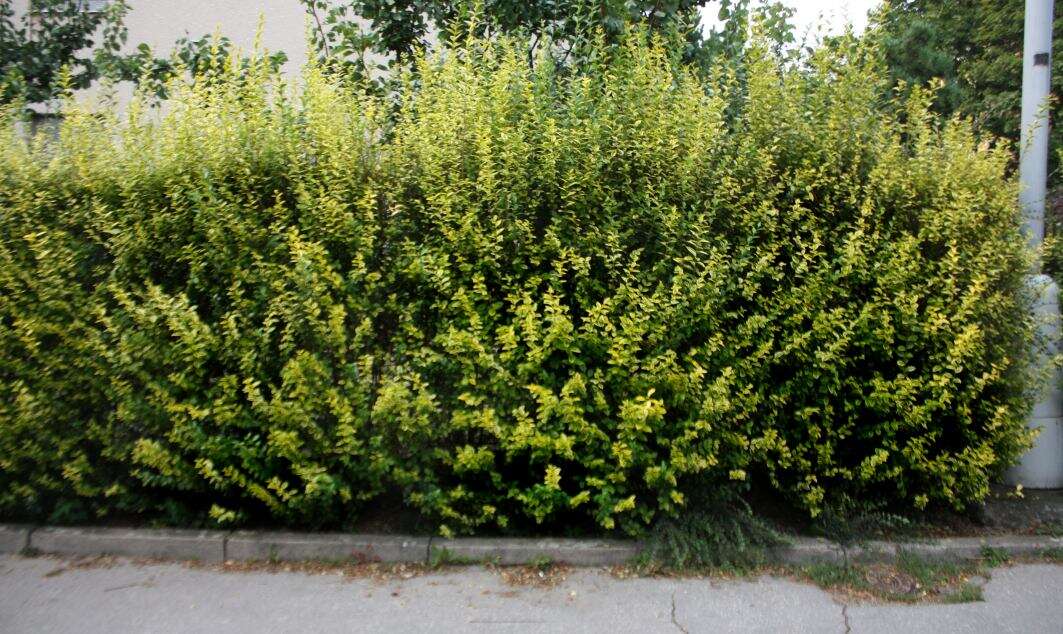 Image of California privet