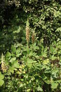 Слика од Digitalis ferruginea subsp. schischkinii (Ivan.) Werner