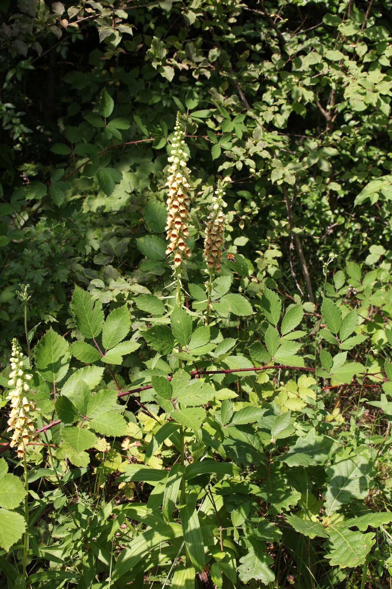 صورة Digitalis ferruginea subsp. schischkinii (Ivan.) Werner