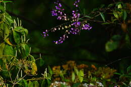 Image of Asemeia floribunda (Benth.) J. F. B. Pastore & J. R. Abbott