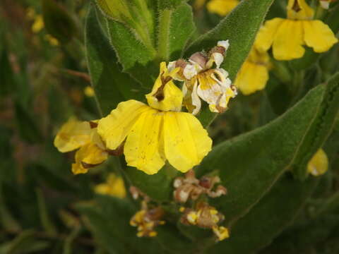 Image of Goodenia amplexans F. Müll.