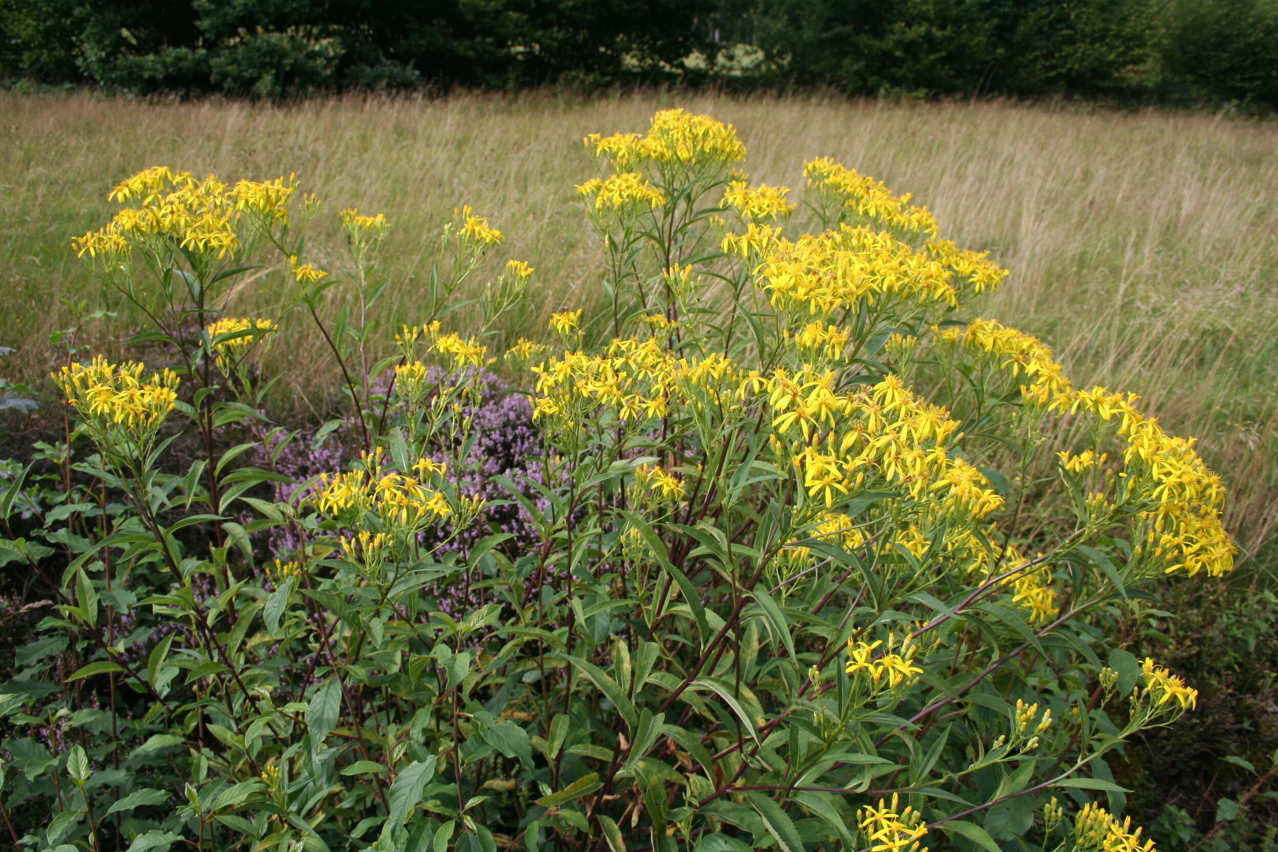 Image of wood ragwort