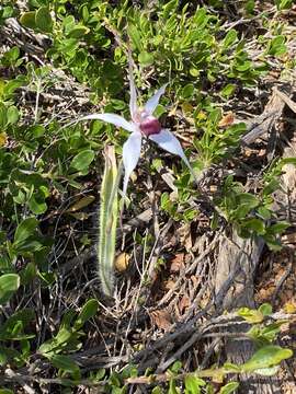 Image of Exotic spider orchid