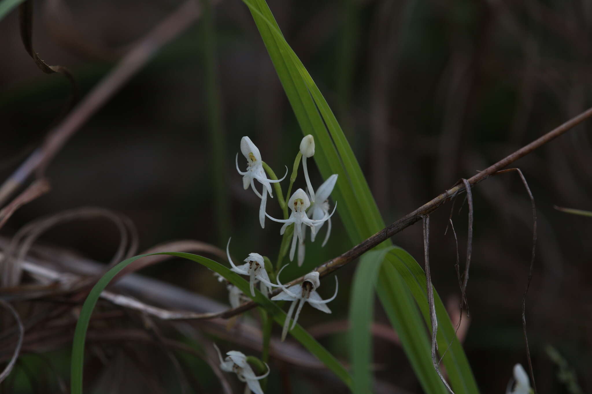 Image of Common rein orchid