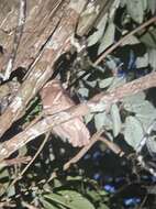 Image of Philippine Frogmouth