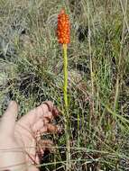 Image de Disa polygonoides Lindl.