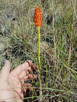 Image of Disa polygonoides Lindl.