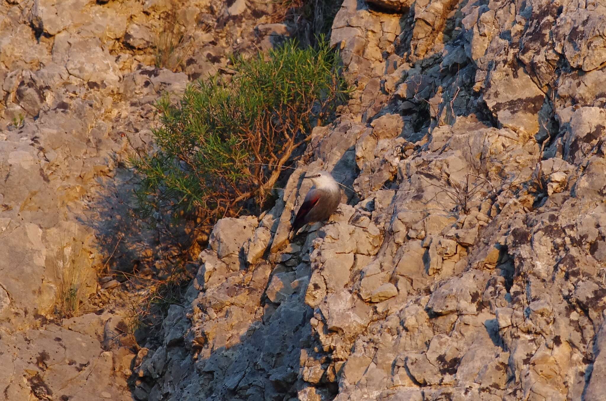 Plancia ëd Tichodroma muraria muraria (Linnaeus 1766)