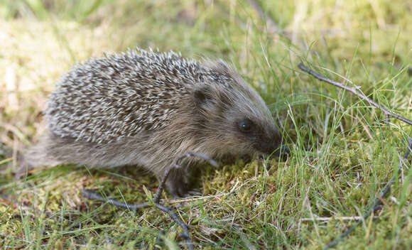 Image of Erinaceus Linnaeus 1758