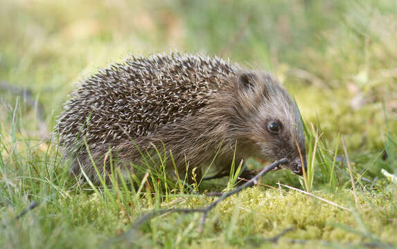 Image of Erinaceus Linnaeus 1758