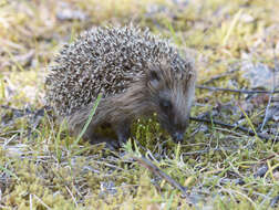 Image of Erinaceus Linnaeus 1758