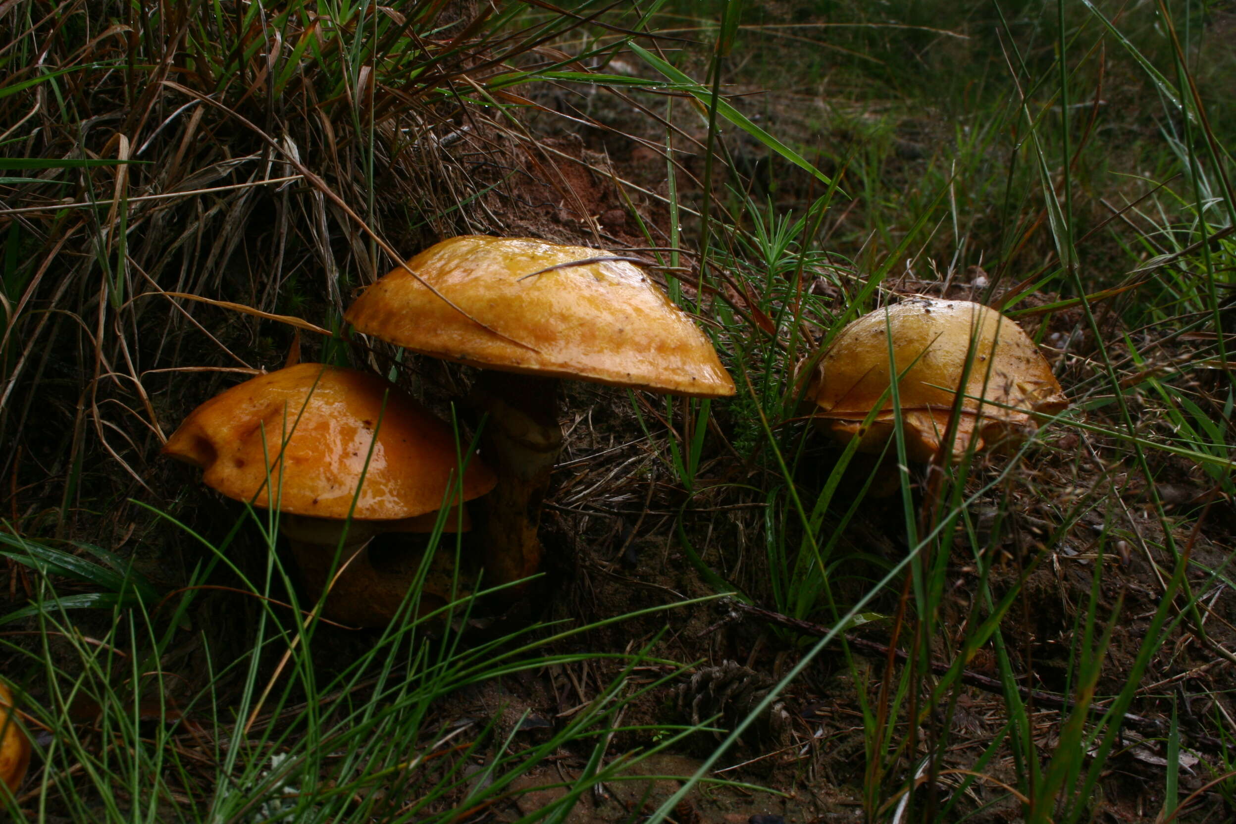 Image of Suillus grevillei (Klotzsch) Singer 1945