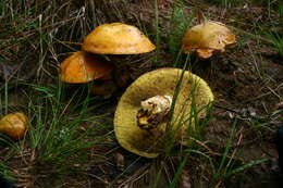 Image of Suillus grevillei (Klotzsch) Singer 1945