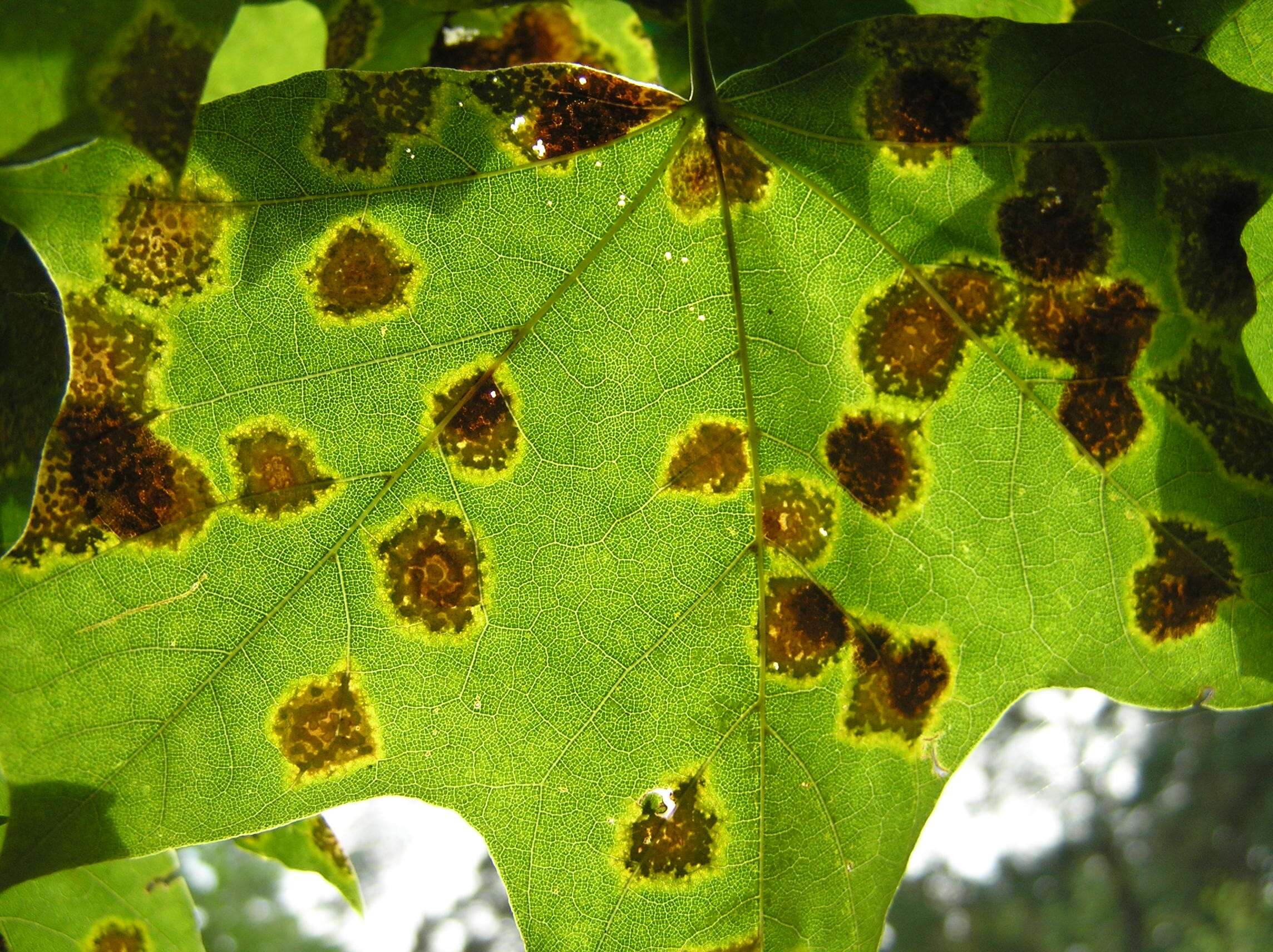 Image of European tar spot