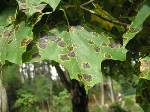 Image of European tar spot