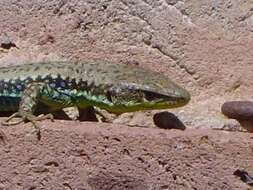 Image of Radde's Lizard