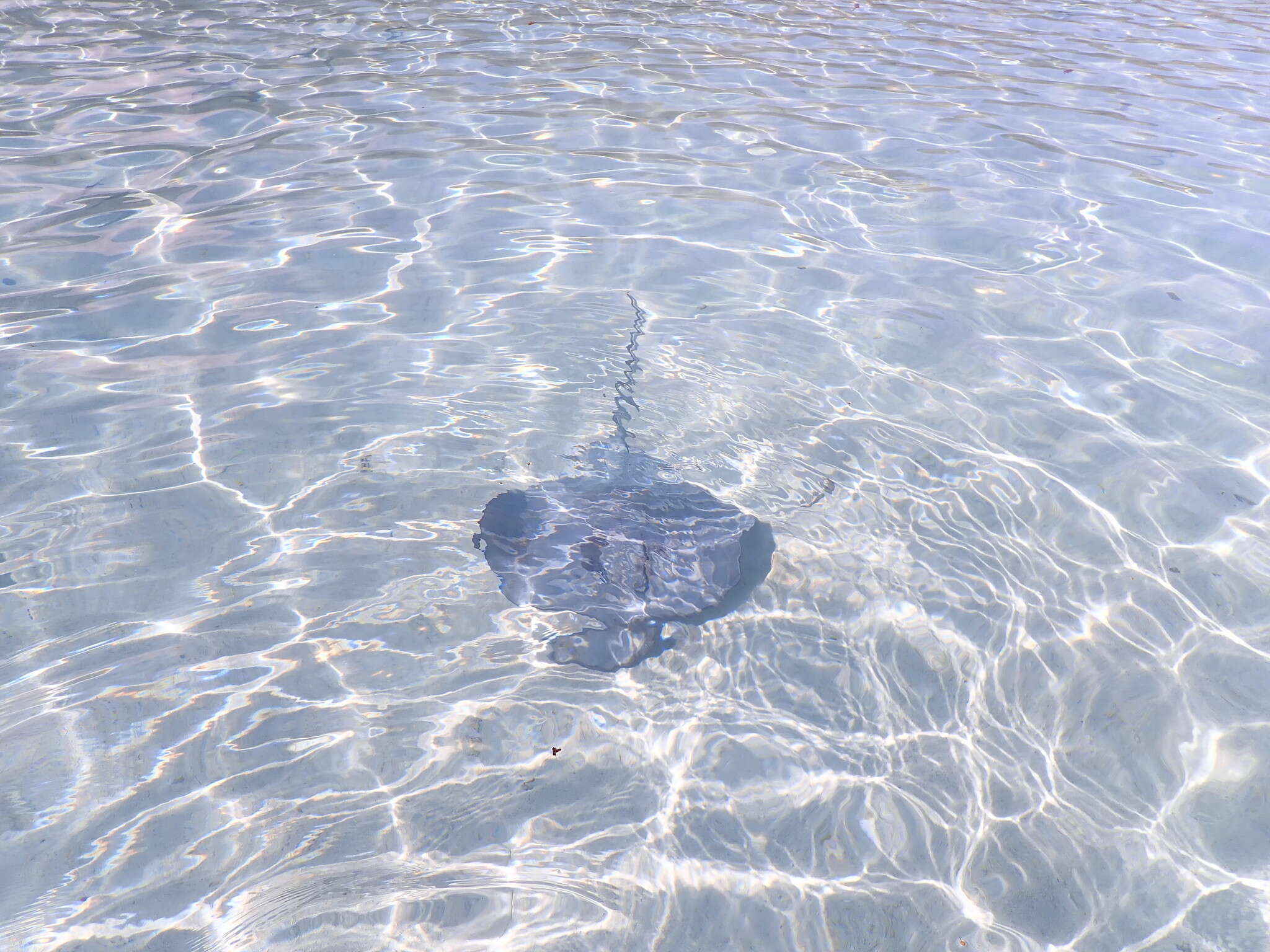 Image of Pink Whipray