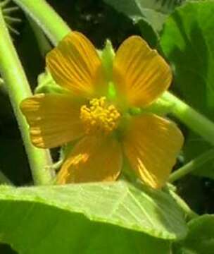 Plancia ëd Abutilon theophrasti Medik.