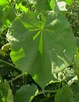 Plancia ëd Abutilon theophrasti Medik.