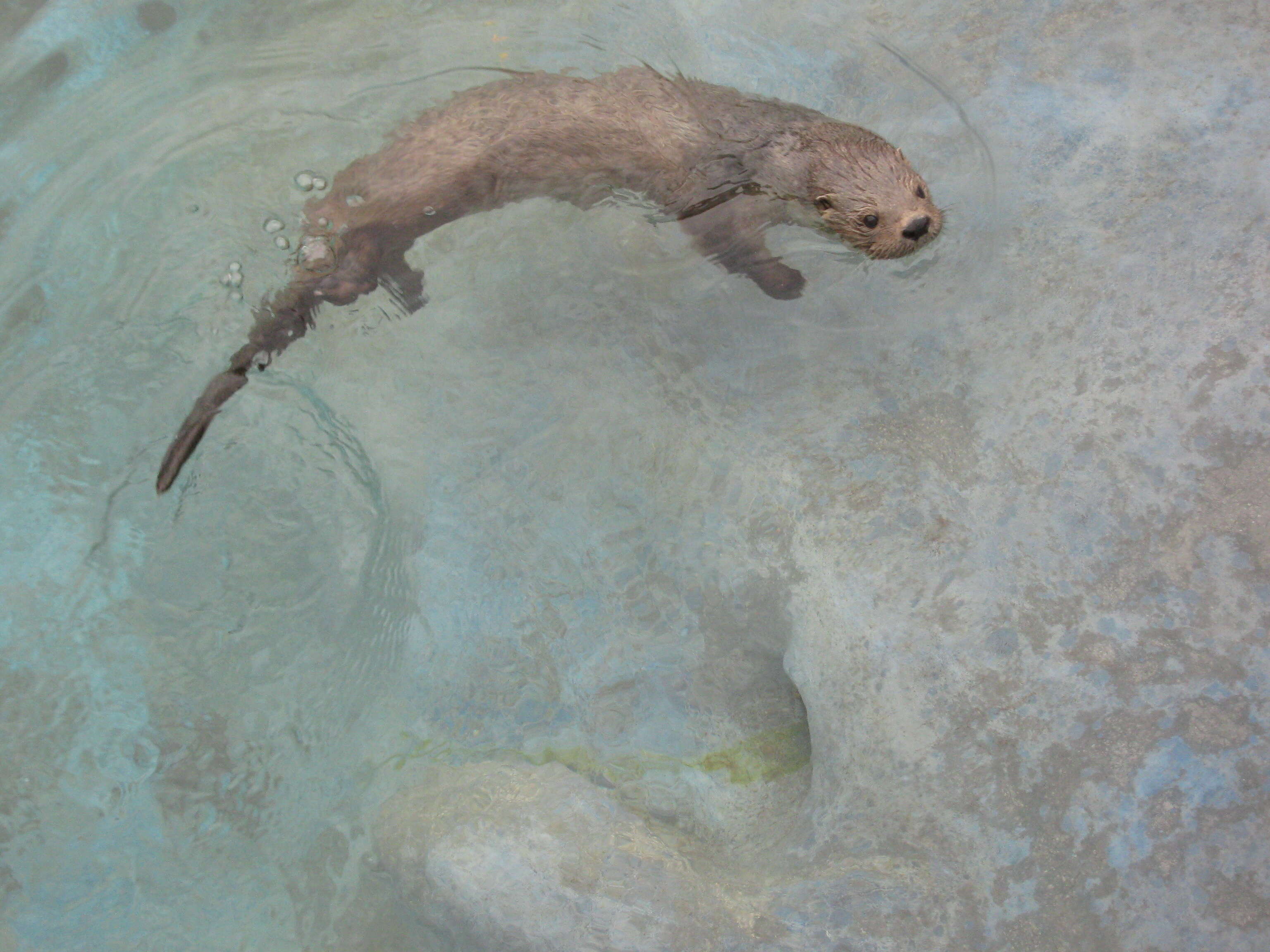 Image of Marine Otter