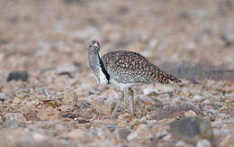 Image of Chlamydotis undulata fuertaventurae (Rothschild & Hartert 1894)