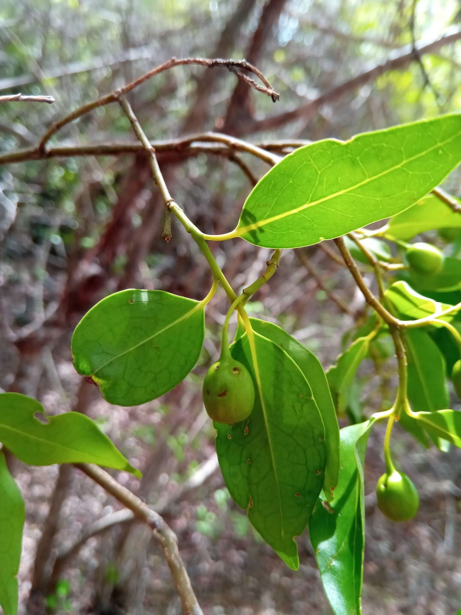 Image of Olax dissitiflora Oliver