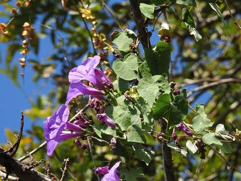 Image of Ipomoea pedicellaris Benth.