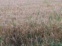 Image of common barley