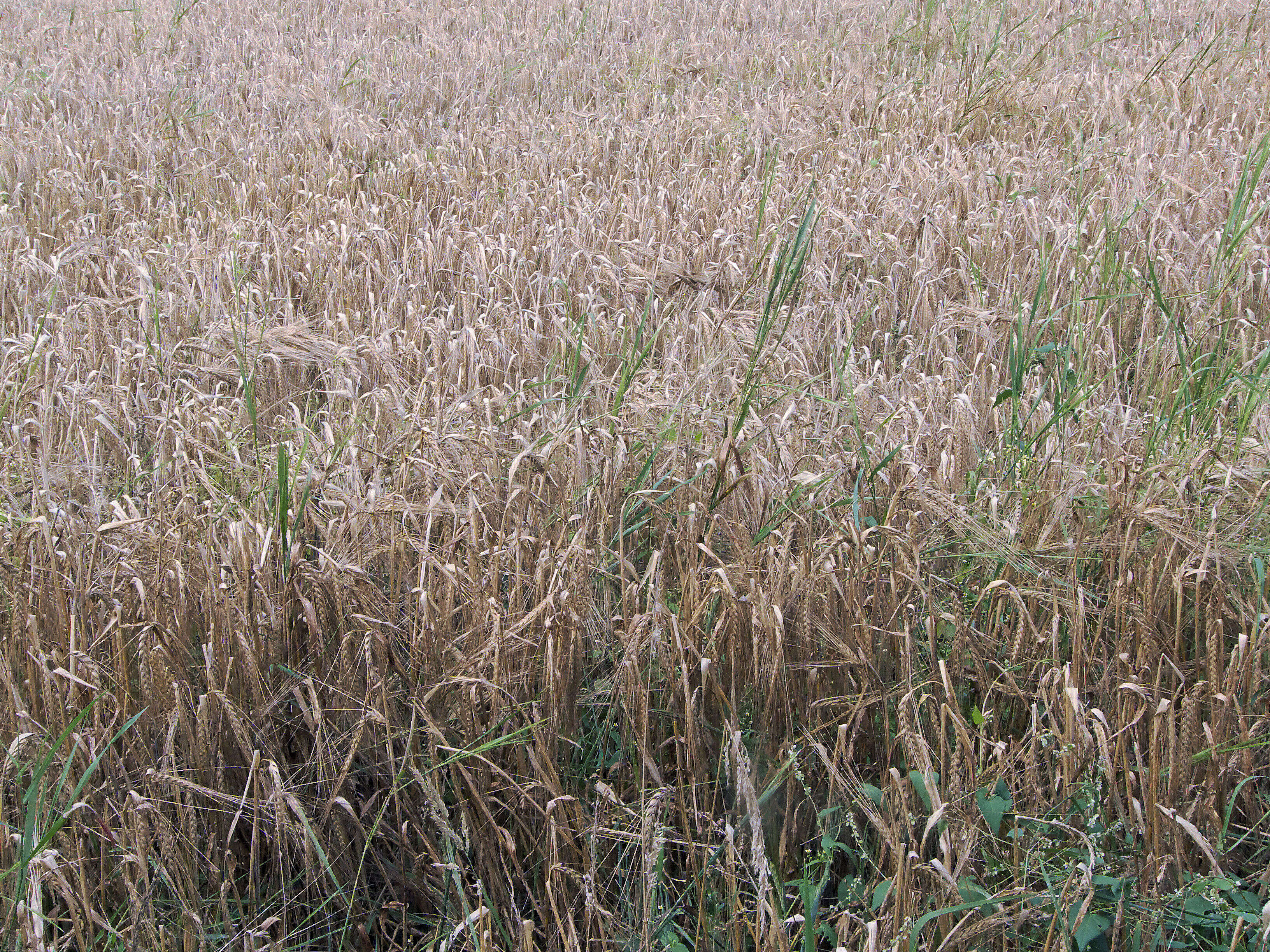 Image of common barley