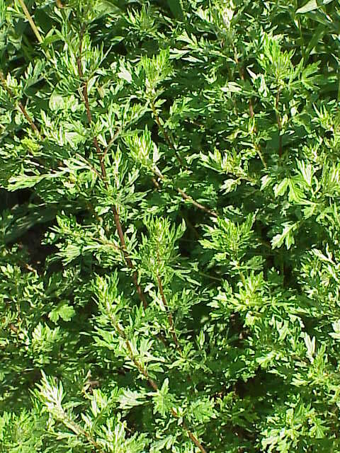 Image of common wormwood