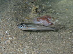 Image of Big-scale Sand Smelt