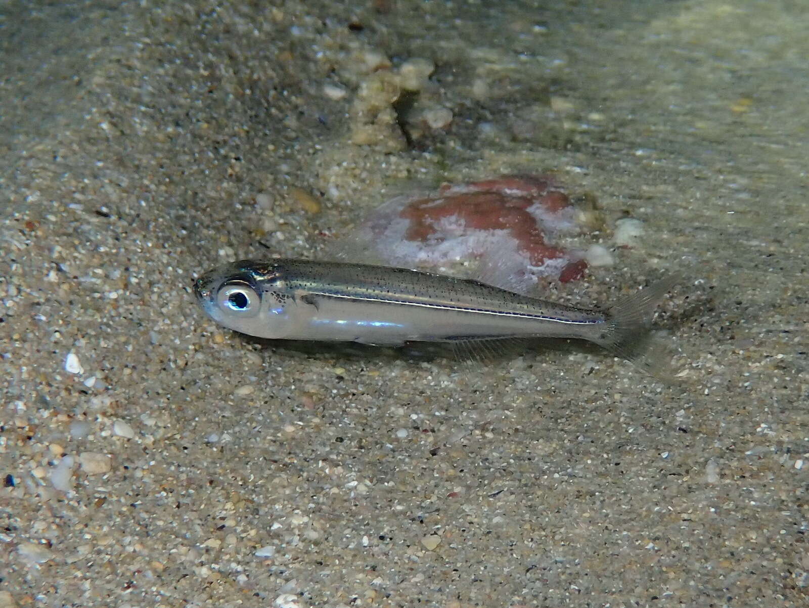 Image of Big-scale Sand Smelt