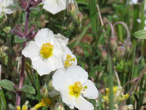 Image of Helianthemum apenninum (L.) Miller