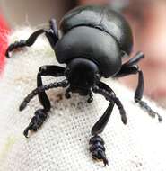 Image of Timarcha tenebricosa