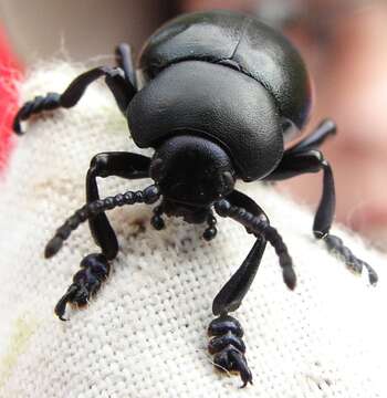 Image of Timarcha tenebricosa