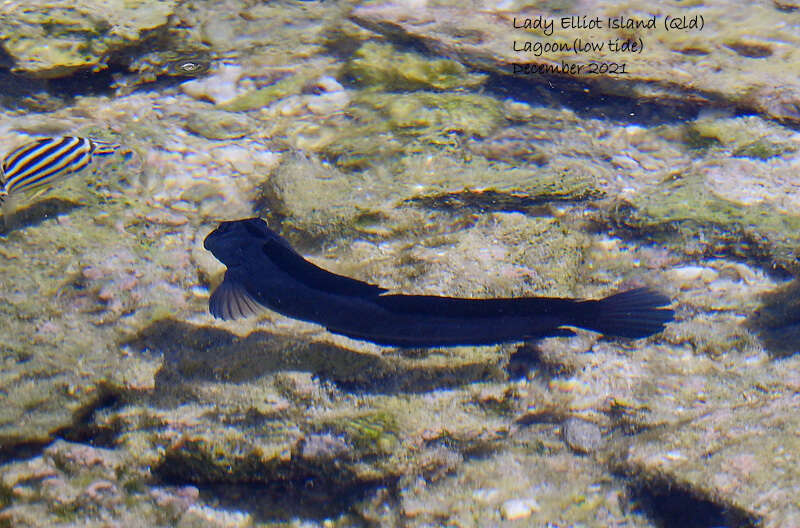 Image of Coral Blenny