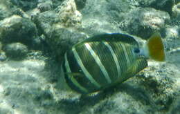 Слика од Zebrasoma veliferum (Bloch 1795)