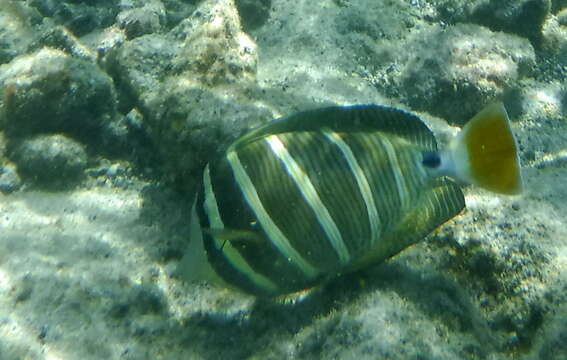 Слика од Zebrasoma veliferum (Bloch 1795)