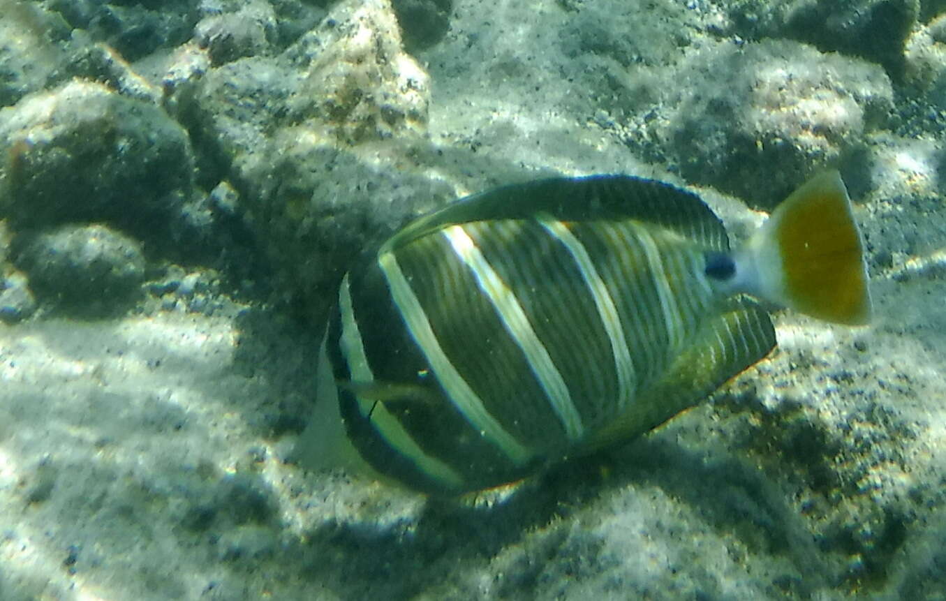Слика од Zebrasoma veliferum (Bloch 1795)