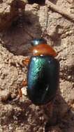 Image of Knotweed Leaf Beetle